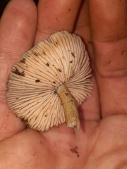 Entolomataceae
