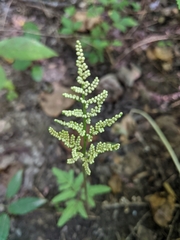 Sceptridium biternatum