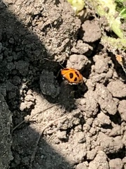 Hippodamia tredecimpunctata