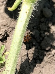 Hippodamia tredecimpunctata