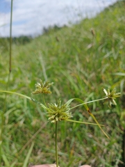 Cyperus lupulinus