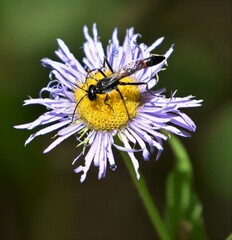 Ammophila procera