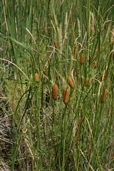 Typha laxmannii