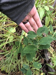 Lathyrus ochroleucus