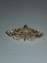 Herpetogramma thestealis