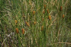 Typha laxmannii