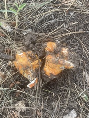 Hypomyces lactifluorum