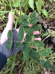 Lathyrus ochroleucus