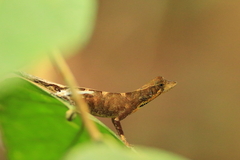 Anolis trachyderma