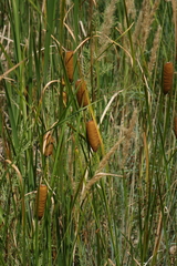 Typha laxmannii