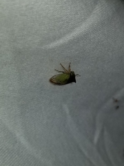 Stictocephala bisonia