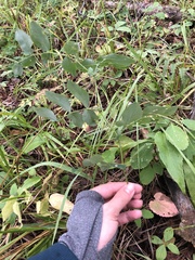 Lathyrus ochroleucus