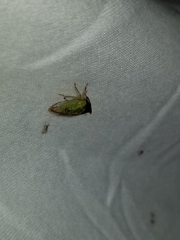 Stictocephala bisonia