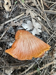 Hypomyces lactifluorum