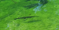 Lepisosteus osseus