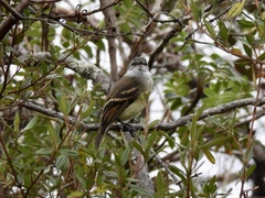 Mecocerculus leucophrys