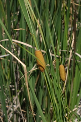 Typha laxmannii