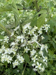Clematis virginiana