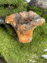 Hypomyces lactifluorum