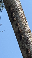 Rhynchonycteris naso