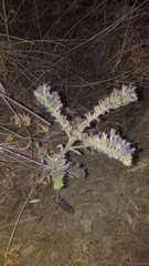 Echium