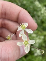 Clematis virginiana
