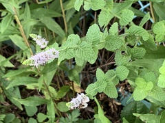 Mentha suaveolens