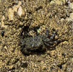 Pachygrapsus crassipes