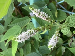 Mentha suaveolens
