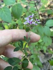 Lespedeza violacea