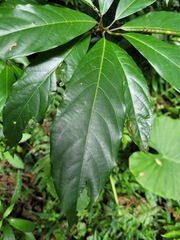 Lindera megaphylla