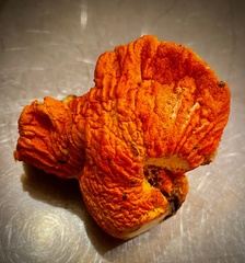 Hypomyces lactifluorum