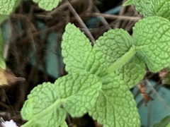 Mentha suaveolens