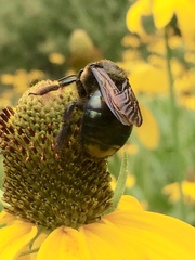 Xylocopa californica californica