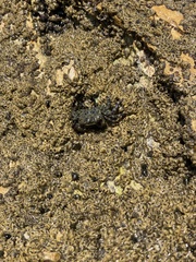 Pachygrapsus crassipes