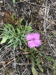 Dianthus