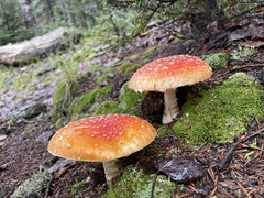 Amanita muscaria flavivolvata