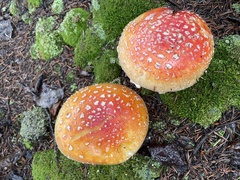 Amanita muscaria flavivolvata