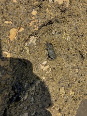 Pachygrapsus crassipes