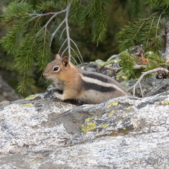 Callospermophilus lateralis