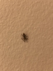 Salticus scenicus