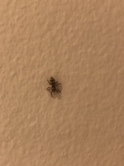 Salticus scenicus