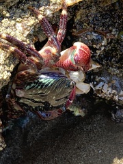 Pachygrapsus crassipes