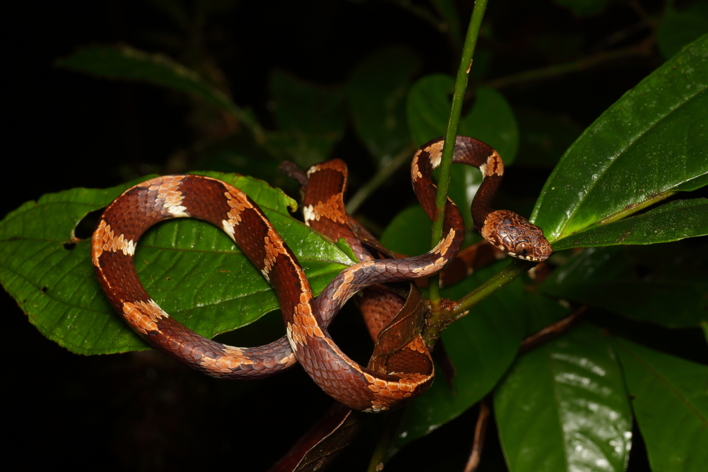 Vermiculate Snail-Eater