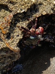 Pachygrapsus crassipes