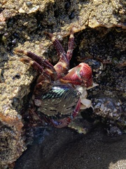 Pachygrapsus crassipes
