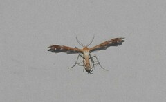 Dejongia californicus