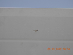 Dejongia californicus