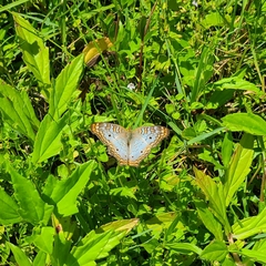 Anartia jatrophae
