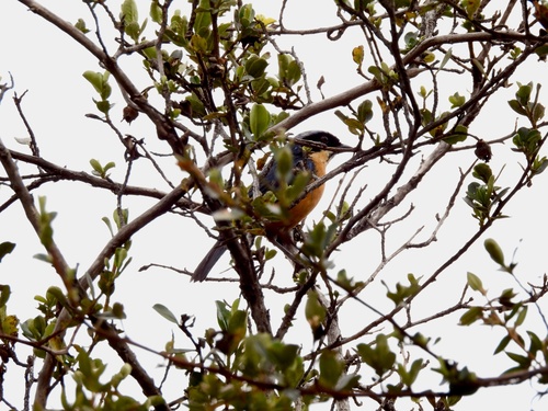 Chestnut-bellied Mountain Tanager (Dubusia castaneoventris), photo 7
